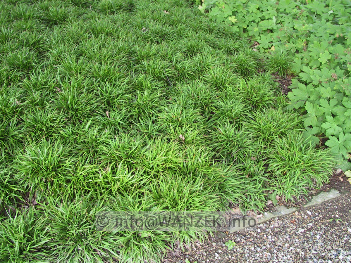 Luzula pilosa Igel -jung-flaechig.JPG